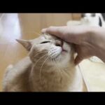 甘える時間を邪魔された途端、ゴロゴロ音がピタッと止まる猫(YouTube)