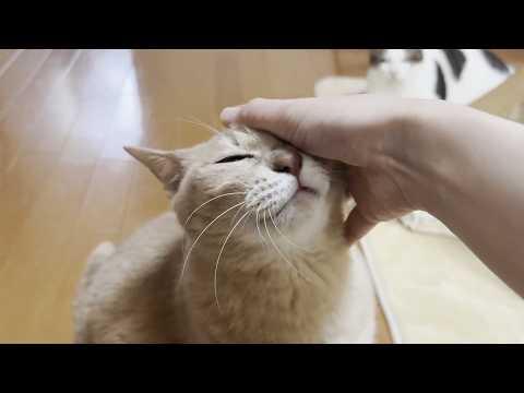 甘える時間を邪魔された途端、ゴロゴロ音がピタッと止まる猫(YouTube)