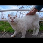 額にλ模様のある猫ちゃん、バスの停留所にいました(YouTube)
