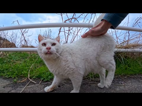 額にλ模様のある猫ちゃん、バスの停留所にいました(YouTube)