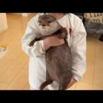 3歳児がカワウソ、猫、ワラビーをそれぞれ抱っこしようとしたら…！ When a 3-year-old tried to hug an otter, a cat, and a wallaby…!(YouTube)