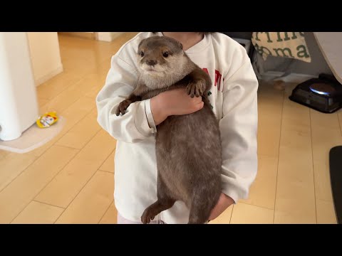 3歳児がカワウソ、猫、ワラビーをそれぞれ抱っこしようとしたら…！ When a 3-year-old tried to hug an otter, a cat, and a wallaby…!(YouTube)