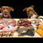 中毒性あり!!ピットブルの咀嚼音がクセになる(YouTube)