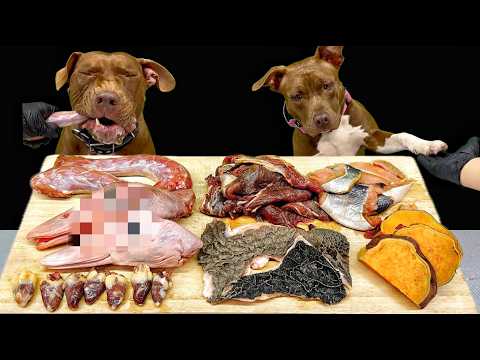 中毒性あり!!ピットブルの咀嚼音がクセになる(YouTube)