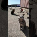 猫集まってきた(YouTube)