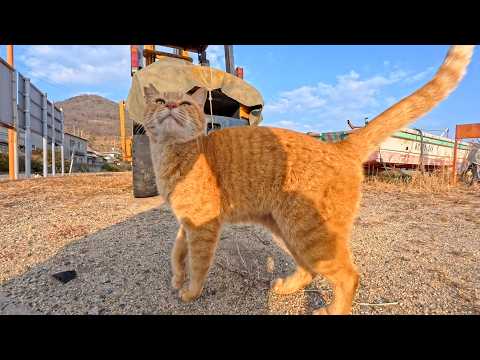 猫島の漁港で出会った茶トラ猫ちゃん、最初はちょっと逃げたけどやっぱり撫でられにきてカワイイ(YouTube)