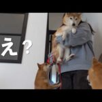 緊急で実家の柴犬を預かることになりました。(YouTube)
