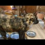 天気良くて猫達集まらない夕ごはん いっちゃんひいお爺ちゃん達のおウチへ(YouTube)