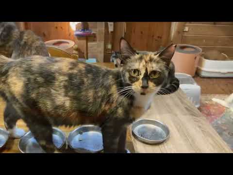 天気良くて猫達集まらない夕ごはん いっちゃんひいお爺ちゃん達のおウチへ(YouTube)