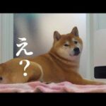 お風呂が大嫌いな柴犬妹！代打で登場した兄が可愛すぎるw w(YouTube)