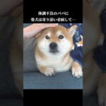 体調不良のパパを一心に癒す柴犬が尊い #shibainu #犬のいる生活 #癒し(YouTube)