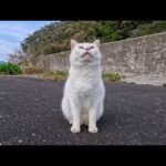 橋の上で出会った白猫ちゃん…足元に擦り寄ってきてカワイイ(YouTube)