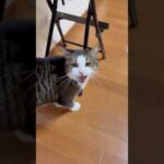 「オデコ〜」「にゃ〜」「お尻拭こ〜」(YouTube)