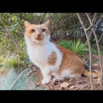 茶シロ猫と出会ったらキャッキャッと鳴いて甘えてきた(YouTube)