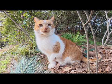 茶シロ猫と出会ったらキャッキャッと鳴いて甘えてきた(YouTube)