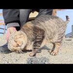 海辺の神社へ行くと、キジトラ猫が足にスリスリして甘えてきた(YouTube)