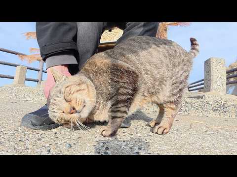海辺の神社へ行くと、キジトラ猫が足にスリスリして甘えてきた(YouTube)