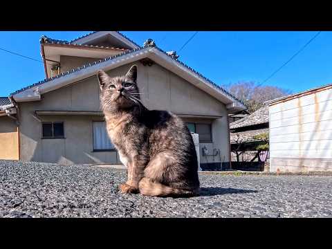 猫島の通りで出会った猫たち、ちょっと警戒しつつもジワジワ近づいてくる(YouTube)