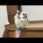 豆大福のダイエット企画「ニンジン大作戦」で猫に翻弄されるお母さん(YouTube)