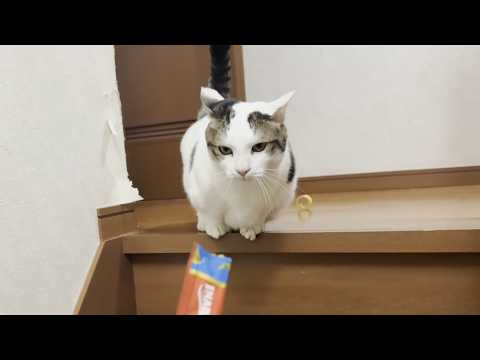 豆大福のダイエット企画「ニンジン大作戦」で猫に翻弄されるお母さん(YouTube)