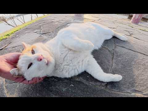 茶シロ猫が草のベッドから起き上がり人間と一緒にベンチへお出掛けする(YouTube)