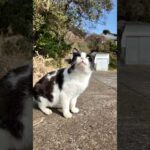 トコトコトコトコごろーん!(YouTube)