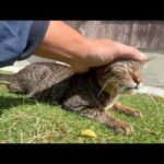 猫の１日の過ごし方みんな違う(YouTube)