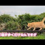 猫があるくだけなのです 日常が穏やかなのが1番です  2026 03 27 2(YouTube)