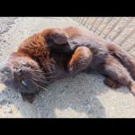 お腹を見せてくるのに、ナデナデは断固拒否する黒猫ちゃん(YouTube)