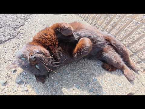 お腹を見せてくるのに、ナデナデは断固拒否する黒猫ちゃん(YouTube)