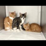 一時保護した子猫たちを緊急で病院に連れて行きました。(YouTube)