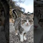 子猫駆け寄って来た!(YouTube)