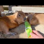 無病息災を願って！カピバラの子どもたちに恵方巻きをごちそうしてみた！(YouTube)