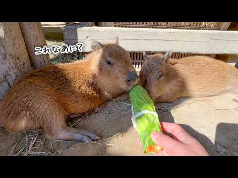 無病息災を願って！カピバラの子どもたちに恵方巻きをごちそうしてみた！(YouTube)