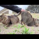 長毛猫と遊んでいたら、仲間達が「ボクもモフって！」と近づいて来た(YouTube)