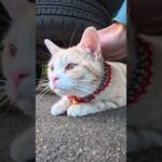 撫でられてる途中、遠くに獲物を見つけた猫(YouTube)