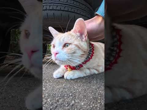 撫でられてる途中、遠くに獲物を見つけた猫(YouTube)