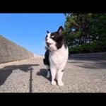 海辺の公園にいたハチワレ猫ちゃん、撫でるとゴロゴロ転がってカワイイ(YouTube)