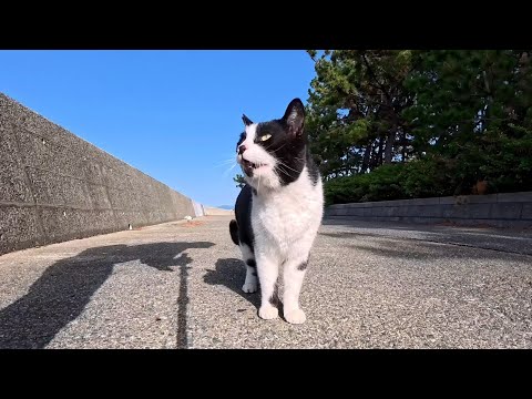 海辺の公園にいたハチワレ猫ちゃん、撫でるとゴロゴロ転がってカワイイ(YouTube)