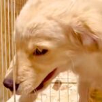 同居犬に怒られた子犬→『しょんぼりしてるかな』と思ったら…まさかの『とんでもない仕返し』が381万再生「頭良すぎる」「ぶっ壊れるどｗ」(ブログ)