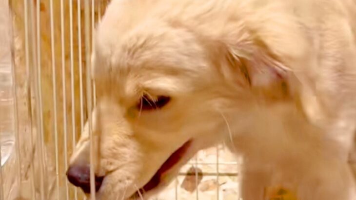 同居犬に怒られた子犬→『しょんぼりしてるかな』と思ったら…まさかの『とんでもない仕返し』が381万再生「頭良すぎる」「ぶっ壊れるどｗ」(ブログ)