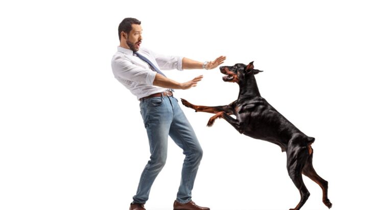 犬が『人に飛びかかる』リスク4つ　他者とのトラブルを引き起こすことも…(ブログ)