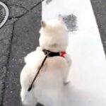 小型犬には強気な犬→遠くに『大型犬』を見つけた瞬間…判断が早すぎる『まさかの態度の差』が16万再生「分かりやすｗｗ」「一目散すぎて草」(ブログ)