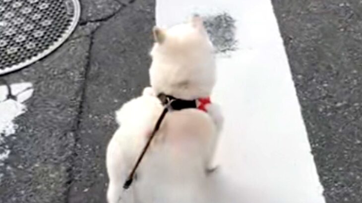 小型犬には強気な犬→遠くに『大型犬』を見つけた瞬間…判断が早すぎる『まさかの態度の差』が16万再生「分かりやすｗｗ」「一目散すぎて草」(ブログ)