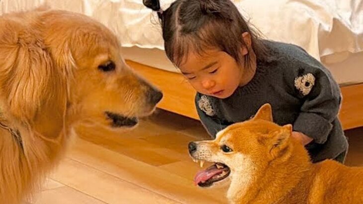 『2匹の犬がケンカをしている』と勘違いした女の子→まさかの『犬語』を使って仲裁する光景が39万再生「なんて素敵な家族」「幸せに溢れてる」(ブログ)