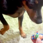犬がイタズラをしたので叱った結果→ものすごく反省して…まさかの『歩き方も忘れてしまう光景』に爆笑「申し訳無さそうで草」「愛おしすぎｗ」(ブログ)