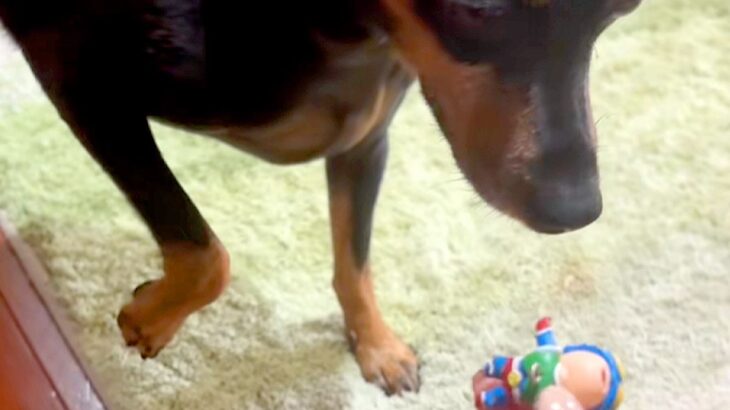 犬がイタズラをしたので叱った結果→ものすごく反省して…まさかの『歩き方も忘れてしまう光景』に爆笑「申し訳無さそうで草」「愛おしすぎｗ」(ブログ)