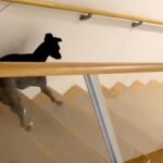 階段を下りる犬を撮影→『普通に下りるかな』と思ったら…陽気すぎる『まさかの光景』が63万再生「ディズニー映画の犬みたい」「可愛すぎるｗ」(ブログ)
