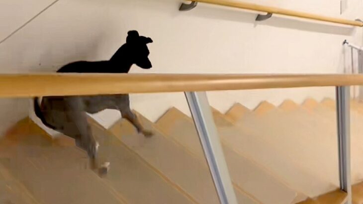 階段を下りる犬を撮影→『普通に下りるかな』と思ったら…陽気すぎる『まさかの光景』が63万再生「ディズニー映画の犬みたい」「可愛すぎるｗ」(ブログ)
