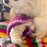 飼い主が亡くなっても、部屋で帰りを待ち続けた犬→ぬいぐるみを抱きしめながら…涙あふれる『保護の様子』が37万再生「素敵」「幸せになって」(ブログ)